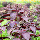 300 PURPLE SHISO aka PERILLA Frutescens Ornamental Herb Seeds Green & Purple