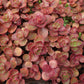 150 MIXED SEDUM Stonecrop Succulent Groundcover Red White Yellow Pink Purple Flower Seeds