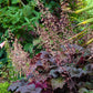50 Palace Purple HEUCHERA / CORAL BELLS Micrantha Flower Seeds