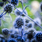25 BLUE Star SEA HOLLY Eryngium Alpinum Flower Seeds