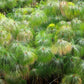 20 Cyperus PAPYRUS Paper Reed Water Plant Egyptian Nile Grass Yellow Flower Seeds