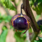 50 PURPLE TOMATILLO Husk Tomato Physalis Ixocarpa Fruit Vegetable Seeds