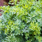 50 YELLOW RUE Herb of Grace Common Ruta Graveolens Fragrant Evergreen Flower Seeds