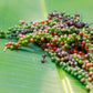 25 BLACK PEPPERCORN Black Pepper Piper Nigrum Spice Vine Seeds