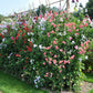60 Mixed Colors SWEET PEA ROYAL Family Mix Lathyrus Odoratus Flower Vine Seeds