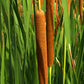 50 CATTAILS Cat Tails Typha Latifolia Water Pond Grass Flower Seeds