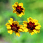 1000 GOLDEN WAVE COREOPSIS (Goldenmane Tickseed) Coreopsis Basalis Flower Seeds