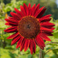 25 RED SUN SUNFLOWER Helianthus Annuus Flower Seeds