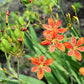 10 FRECKLEFACE BLACKBERRY LILY (Leopard Lily) Belamcanda Chinensis Iris Domestica Flower Seeds
