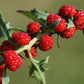100 STRAWBERRY STICKS / SPINACH Chenopodium Foliosum Fruit Berry Seeds