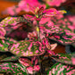 10 Dwarf ROSE Pink POLKA DOT PLANT Splash Select Hypoestes Phyllostachya Flower Houseplant Seeds