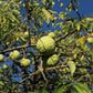 10 HEDGE APPLE Osage Orange Horse Apple Monkey Ball Maclura Pomifera Tree Seeds