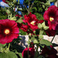 25 MAROON RED HOLLYHOCK Alcea Rosea Flower Seeds Perennial