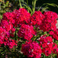 800 RED DRUMMOND PHLOX (Texas Pride) Phlox Drummondii Flower Seeds