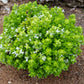 200 SPICY GLOBE BASIL Ocimum Basilicum Herb Flower Seeds