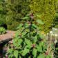 100 GIANT GOOSEFOOT Chenopodium Giganteum Purple Magenta Spreen Vegetable Seeds