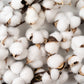 25 WHITE COTTON Gossypium Hirsutum Plant Seeds