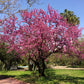 25 JUDAS TREE European Redbud Love Tree Cercis Siliquastrum Pink Purple Flower Seeds