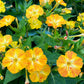 75 MIXED FOUR O CLOCK aka Marvel of Peru Mirabilis Jalapa Flower Seeds