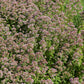 2000 SWEET MARJORAM Origanum Majorana Herb Flower Seeds