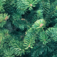 20 FRASER FIR Tree Abies Fraseri Christmas Tree Southern Balsam Fir Native Evergreen Seeds