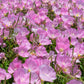 1000 Showy PINK EVENING PRIMROSE (Pink Ladies / Mexican Evening) Oenothera Speciosa Flower Seeds