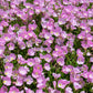 1000 Showy PINK EVENING PRIMROSE (Pink Ladies / Mexican Evening) Oenothera Speciosa Flower Seeds