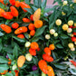 25 BOLIVIAN RAINBOW PEPPER Multi Colored Chili Capsicum Annuum Vegetable Seeds