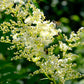 75 SMOOTH SUMAC TREE Red Berries Rhus Glabra Borealis Seeds