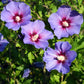25 Purple ROSE Of SHARON HIBISCUS Syriacus Flower Tree Bush Seeds