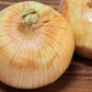 400 Texas EARLY GRANO ONION Large Sweet Yellow Allium Cepa Vegetable Seeds