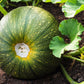 50 ROUND ZUCCHINI Summer SQUASH Cucurbita Pepo Vegetable Seeds