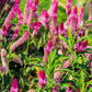 100 FLAMINGO FEATHER Wheat CELOSIA Spicata Pink & White Flower Seeds