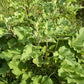 200 Great BURDOCK Arctium Lappa (Edible Burdock / Cockle-Button / Beggar's Buttons) HERB Flower Seeds