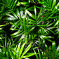 5 BAMBOO PALM Chamaedorea Seifrizii Reed or Parlor Palm Tree Sun Shade Houseplant Seeds