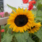 25 Dwarf SUNSPOT SUNFLOWER Helianthus Annuus Flower Seeds