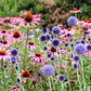 25 Blue GLOBE THISTLE Echinops Ritro Southern Globethistle Pollinator Flower Seeds