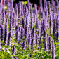 100 ORGANIC Superior LICORICE MINT Agastache Rugosa Korean Tea Herb Purple Flower Seeds