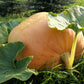 10 Dill's ATLANTIC GIANT PUMPKIN Up to 2000 lb Cucurbita Vegetable Seeds