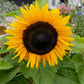 30 INCREDIBLE DWARF SUNFLOWER Helianthus Annuus Flower Seeds