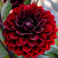20 Dwarf Mixed Colors REDSKIN DAHLIA Variabilis Red Skin Mix Bicolor Flower Seeds