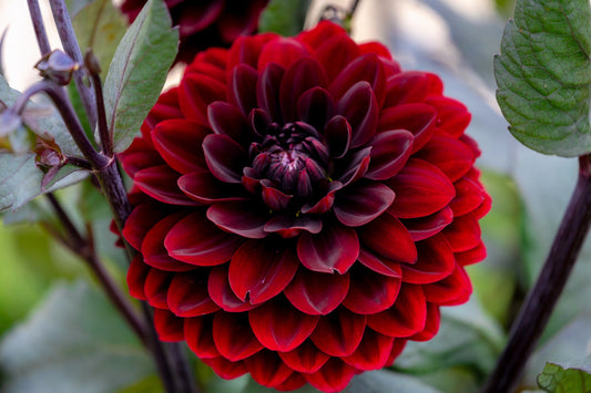 20 Dwarf Mixed Colors REDSKIN DAHLIA Variabilis Red Skin Mix Bicolor Flower Seeds