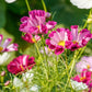 200 COSMOS SEASHELLS Cosmos Bipinnatus Sea Shells Flower Seeds