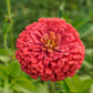 250 SALMON QUEEN ZINNIA Elegans California Giant Double Flower Seeds