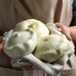 50 WHITE Bush SCALLOP SQUASH (Patty Pan / Paty Pan / Squanter Squash) Summer Cucurbita Pepo Vegetable Seeds