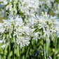 25 WHITE LILY of the NILE Agapanthus Orientalis African Lily Flower Seeds