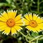 500 TIDY TIPS Layia Platyglossa Native Yellow & White Flower Seeds
