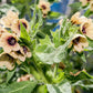 200 Black HENBANE Nightshade Hyoscyamus Niger Flower Seeds