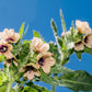200 Black HENBANE Nightshade Hyoscyamus Niger Flower Seeds