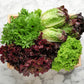 3000 Leaf Lettuce RED SALAD BOWL Lactuca Sativa Vegetable Seeds